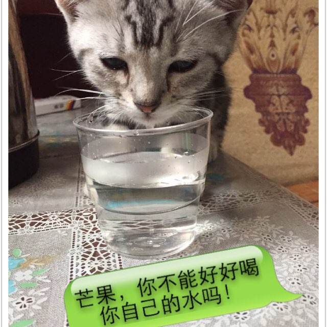 怎么做英语四六级证